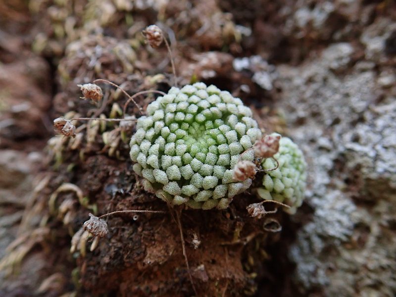 Monanthes pallens, photographed by Christian Berg