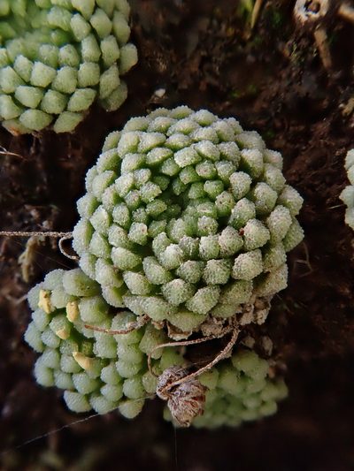 Monanthes pallens, photographed by Christian Berg