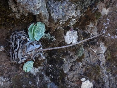Aeonium aureum, photographed by Christian Berg