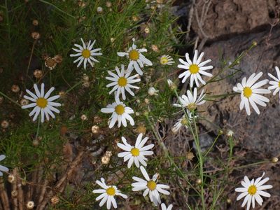 Argyranthemum gracile, photographed by Christian Berg