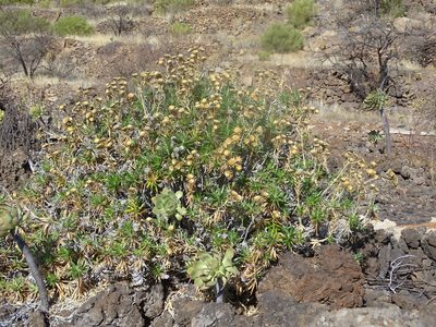 Carlina salicifolia, photographed by Christian Berg