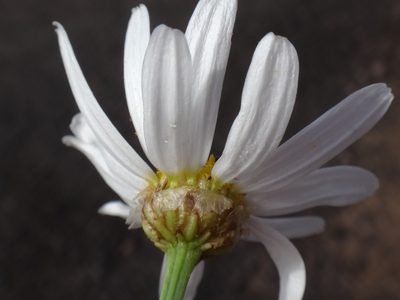 Argyranthemum gracile, photographed by Christian Berg
