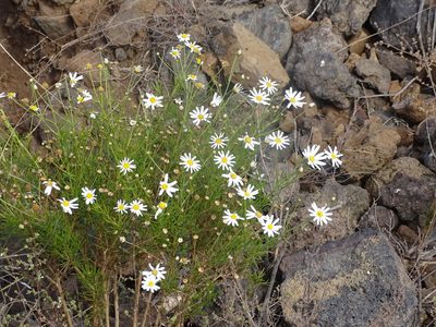 Argyranthemum gracile, photographed by Christian Berg