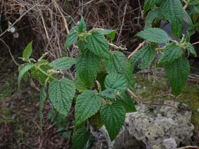 Urtica morifolia, photographed by Christian Berg