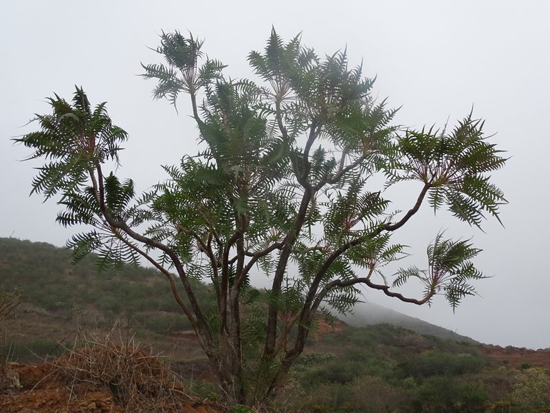 Sonchus canariensis, photographed by Christian Berg