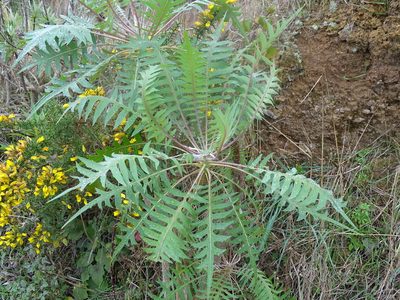 Sonchus canariensis, photographed by Christian Berg
