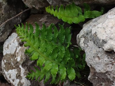 Polypodium macaronesicum, photographed by Christian Berg