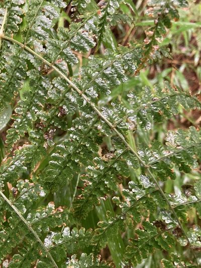 Dryopteris paleolata, photographed by 張家瑜