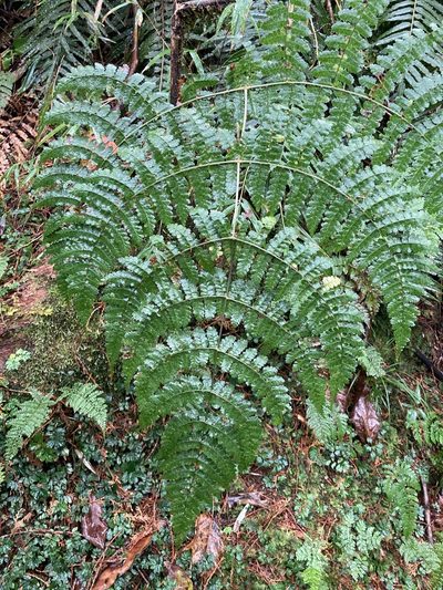 Dryopteris paleolata, photographed by 張家瑜