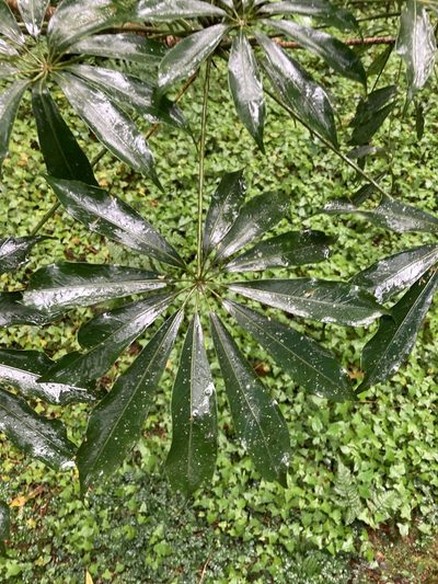 Heptapleurum taiwanianum, photographed by 張家瑜