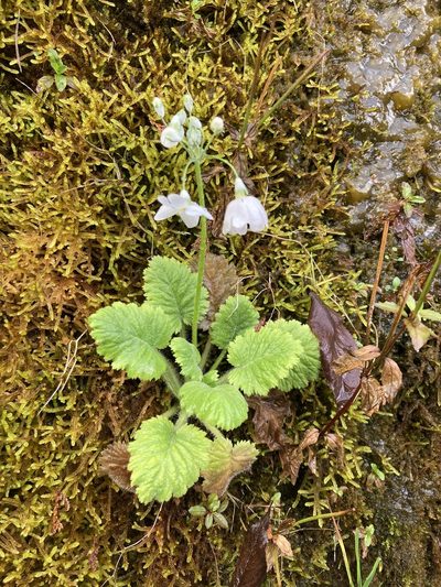 Primula malacoides, photographed by 張家瑜