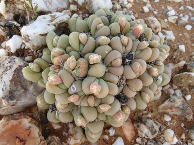 Gibbaeum heathii, photographed by Christiaan Viljoen