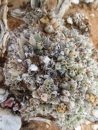 Trichodiadema marlothii, photographed by Christiaan Viljoen
