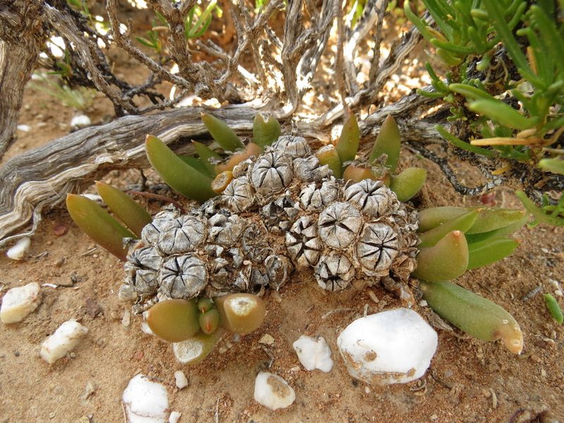 Glottiphyllum fergusoniae, photographed by Christiaan Viljoen
