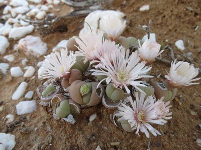 Gibbaeum heathii, photographed by Christiaan Viljoen