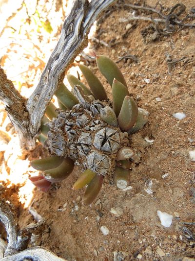 Glottiphyllum fergusoniae, photographed by Christiaan Viljoen