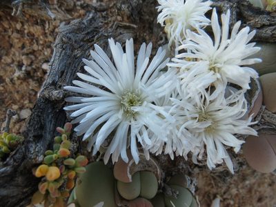 Gibbaeum heathii, photographed by Christiaan Viljoen