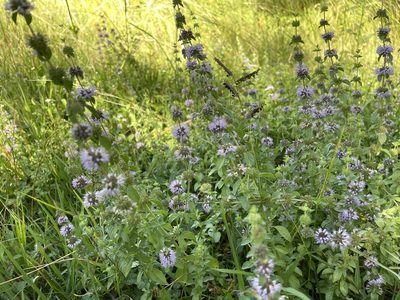 Mentha pulegium, photographed by Gabriel Laufer