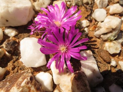 Trichodiadema marlothii, photographed by Christiaan Viljoen