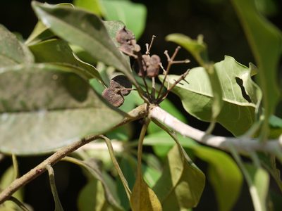 Pittosporum dasycaulon, photographed by Dinesh Valke