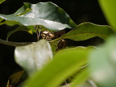 Pittosporum dasycaulon, photographed by Dinesh Valke