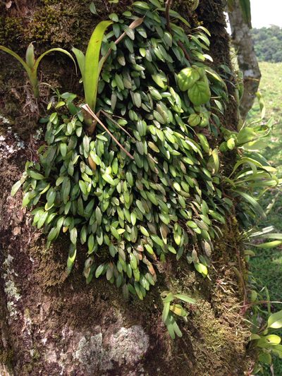 Pleurothallis pruinosa, photographed by naturalist charlie