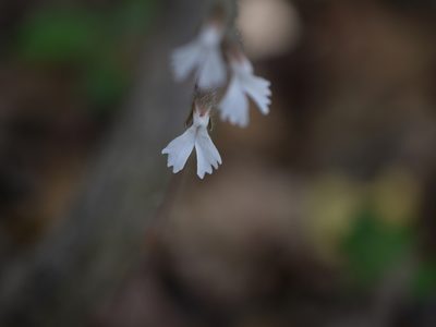 Zeuxine longilabris, photographed by Dinesh Valke