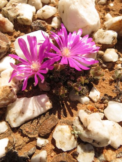 Trichodiadema marlothii, photographed by Christiaan Viljoen