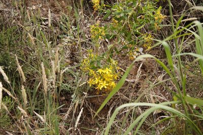 Hypericum canariense, photographed by Tony Rebelo