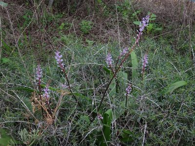 Scilla haemorrhoidalis, photographed by Christian Berg