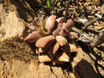 Anacampseros telephiastrum, photographed by Christiaan Viljoen