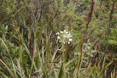 Aristea capitata, photographed by Tony Rebelo
