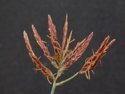 Cyperus rotundus, photographed by Christian Berg