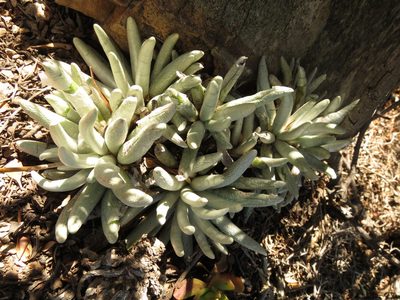 Caputia scaposa, photographed by Christiaan Viljoen