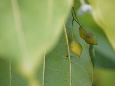 Celtis timorensis, photographed by Dinesh Valke
