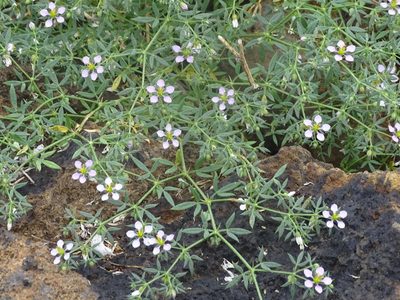 Zygophyllum creticum, photographed by Christian Berg