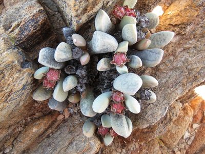 Cerochlamys pachyphylla, photographed by Christiaan Viljoen