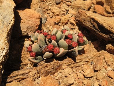 Cerochlamys pachyphylla, photographed by Christiaan Viljoen