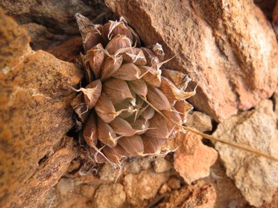 Haworthia mucronata, photographed by Christiaan Viljoen