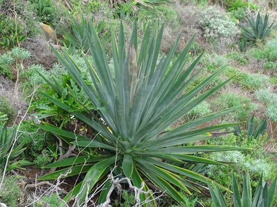 Agave sisalana, photographed by Christian Berg
