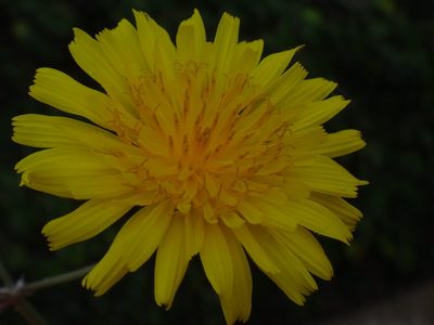 Sonchus tenerrimus, photographed by Christian Berg