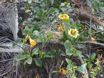 Solandra maxima, photographed by Christian Berg