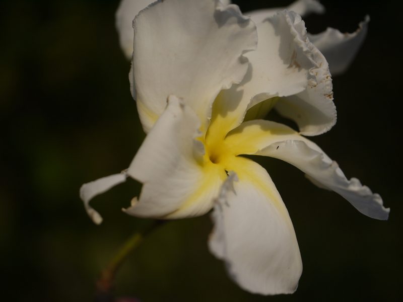 Chonemorpha fragrans, photographed by Dinesh Valke