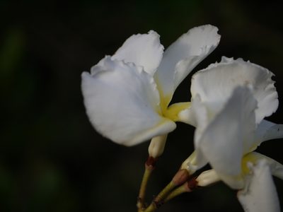 Chonemorpha fragrans, photographed by Dinesh Valke