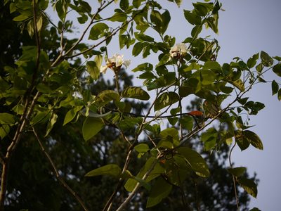 Chonemorpha fragrans, photographed by Dinesh Valke