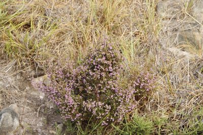 Erica hirtiflora, photographed by Tony Rebelo