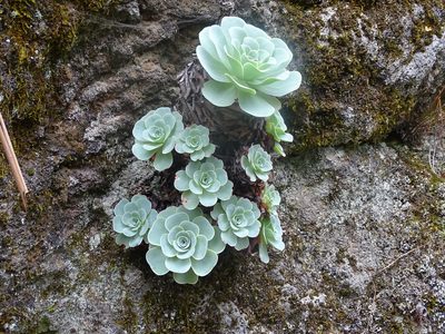 Aeonium aureum, photographed by Christian Berg