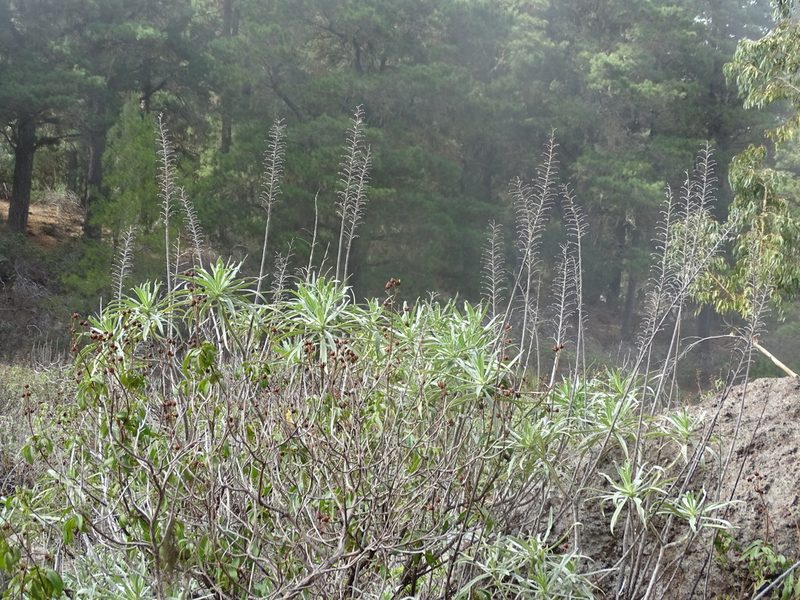 Echium virescens, photographed by Christian Berg