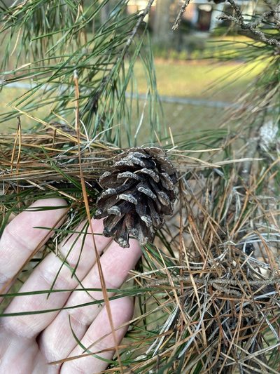 Pinus glabra, photographed by Daniel Patterson