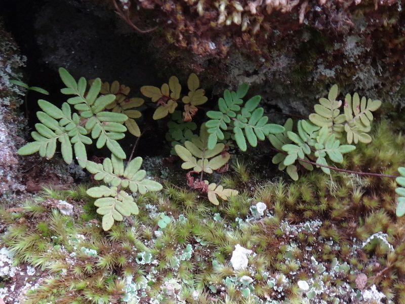 Aleuritopteris pulchella, photographed by Christian Berg